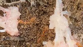 Incredible Ant Coordination Carrying Food Together on Tree Bark Nature CloseUp #Ants #InsectsUpClose