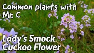 Lady's Smock or Cuckoo Flower