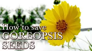 How to Save Coreopsis Seeds - Easy Flower Seeds to Collect - Lanceleaf Coreopsis Seed Saving