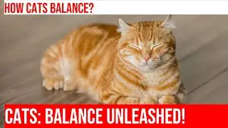 Unlocking the Secrets of a Cat's Balance: Paws and Poise