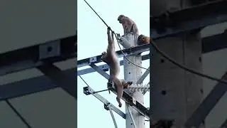 dua  anak monyet menunggui ibunya yang tersengat listrik 😭