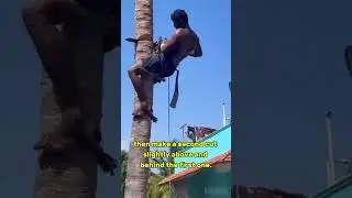 Amazing Tree Cutting Technique in Seconds! #shorts #treecutting #amazing #lifehack #workskills