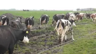 Koeiendans Kaas  en Zuivelboerderij van Winden
