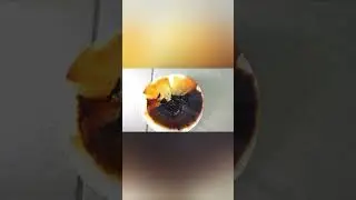 Взрывной опыт с разложением NI3 (НЕ ПОВТОРЯТЬ)