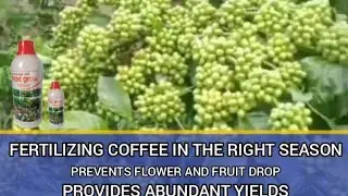 COFFEE BEAN LIGHTENING BOOSTER, PRODUCE QUALITY COFFEE BEANS #robustacoffee #arabicacoffee