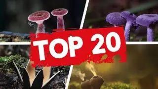 The Coolest And Trippiest Mushroom Pictures ✅