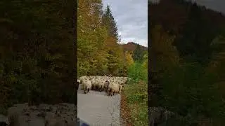 ovce putuju u toplije krajeve