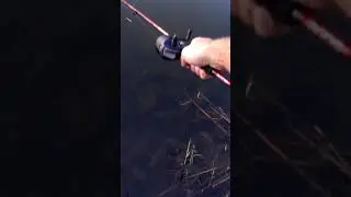 Fastest catch ever