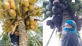 Lami sakaon Ning Daghan kaayo og bunga dol