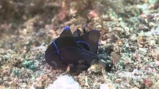 Philinopsis gardineri