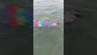 🌈 MERMAID 🌈 a mermaid with a rainbow tail swims away into Lake Michigan #shorts