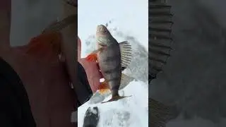 Okonie spod lodu 2026 | #reels #shorts #icefishing #perch #wędkarskifreak