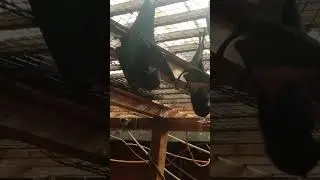 flying fox bat on the move at the columbus zoo #wildlife