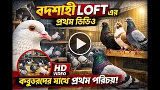 বাদশাহী লপ্টের প্রথম ভিডিও ( ০১ ) 🕊️ । এখানে আমরা পাকিস্তানি গিরিবাজ ও রেসার কবুতর রয়েছে ।🕊️🥰❤️!