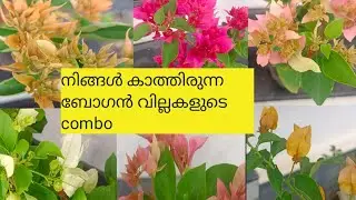 Sale video - bougin villa plants combo 330rs + cc