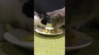 Cute cats eat stewed potatoes with meat Mukbang asmr | Animals 216