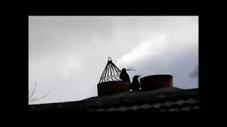 Jackdaws nesting