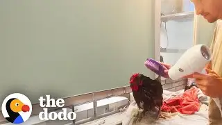 Rescued Chicken Just Needed A Little TLC To Finally Lay An Egg | The Dodo