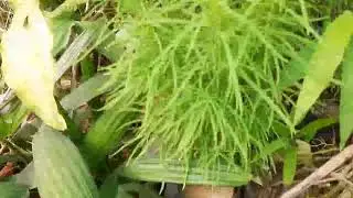 Grow organically
