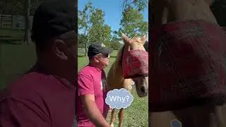 Rodeo Dad Joke with Firefly #dadjokes #horse #dadjokesshorts