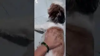 shih Tzu dog 45 day pregnant #pregnancy