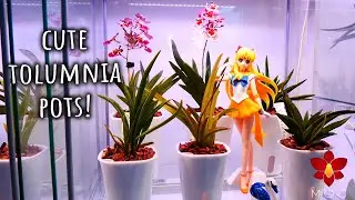 These are the perfect mini self watering pots for my Tolumnia Orchids!