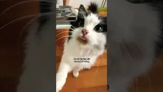 Mauri Sings His Cucumber Song 🎶🥒 #mauriandcucumbers #cats #shortswithcamilla