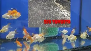Japon Balığı Yumurtaları Ne Zaman Çıkar ?