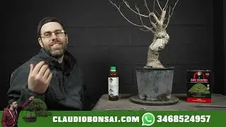 COSA NON FARE PRIMA DI IMPOSTARE UN BONSAI