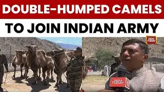Indian Army Showcases Double-Humped Camels for High-Altitude Operations at Republic Day