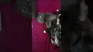 Scottish Fold Mama Cat Feeding 6 Tiny 2-Week-Old Kittens 🍼