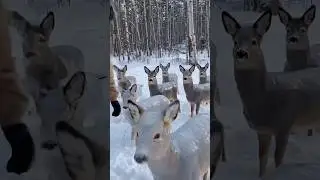 A deer trapped by ice/shocking nature scene #winter #naturelovers #deer