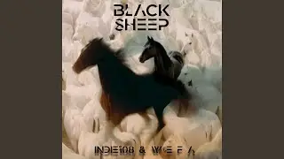 BLACK SHEEP