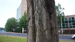 Lombardy poplar (Populus nigra 'Italica') - pollarded trees close up - June 2017