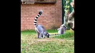 Lemur animal video | lemur😳#shorts #viral