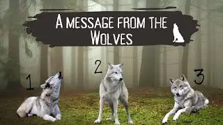 Wolf Spirit Messages🐺 || Pick A Card Tarot Reading || Wolf Spirit Guide & Totem Animal