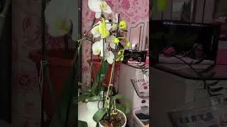 How I fertilize my Orchids#houseplant #orchid #rebloom #flowers #phalaenopsis #fertilizer#shorts