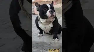 #MOST #POWERFUL #AMERICAN #BULLYDOG #TIPU #DOGLOVE #DOGLIFE #DOGLOVE DOGLIFE #SHORTVIDEO