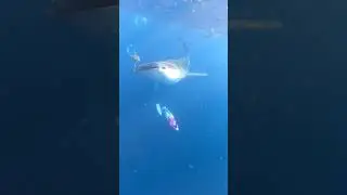 Snorkelers Swimming With a Whale Shark