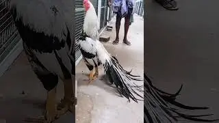 Indian pride aseel with beauty and strength. #aseelmurga #roosterfarm #chicken #birds #rooster