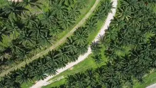 Mavic mini: Aerial view of palm oil plantation