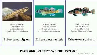Piscis, ordo Perciformes, familia Percidae etheostoma percina sander ammocrypta fish clara rex