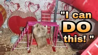 Hamster (Chab-chab) and the Mealworm | Chubby Hamhams