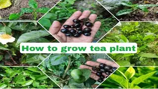 How to grow tea tree from seed