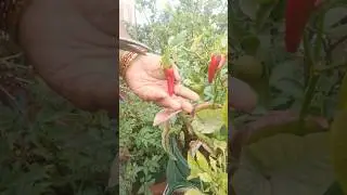 Red chillies harvest in my terrace garden#chillies#vegetables#middethota #ytshort #plzsubscribe🙏🙏..