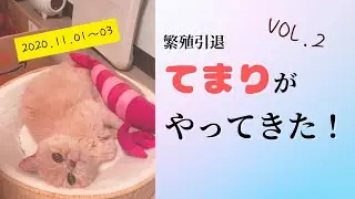 てまりが家にやってきた！２　#エキゾチックショートヘア 保護猫　#エキゾチックショートヘア