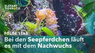Leipzigs stolze Seepferdchen-Zucht (Folge 1163) | Elefant, Tiger & Co. | MDR