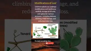 Modifications of leaf in plants!!! knowledge bites..#shorts #youtubeshorts