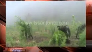 Erradicadas 6000 matas de coca en zona rural de Oca&ntilde;a