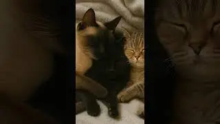 c&acirc;lins miaoumiaou #chat #mignon #kawaii #dormir #tendresse #amour #chatte